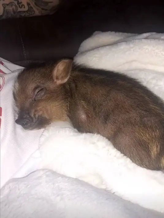 Lalu dalam sebuah foto, babi tersebut tidur dengan nyaman di perut Pete Davidson. (instagram/arianagrande)