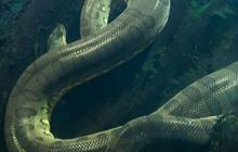 Membandingkan Anaconda Reptil Asal Amazon dan Piton Penguasa Hutan Asia, Kuat Siapa?