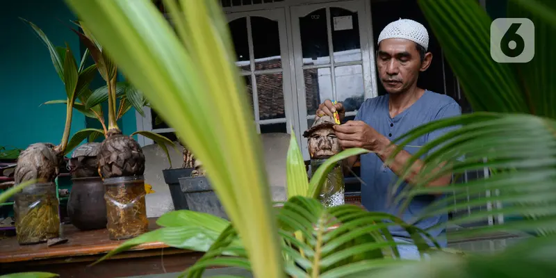 Bonsai kelapa jadi potensi bisnis baru di tengah pandemi