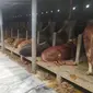 Deretan sapi milik petani di salah satu kandang ternak wilayah Garut, Jawa Barat. (Liputan6.com/Jayadi Supriadin)