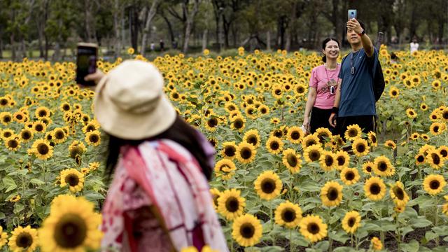 Wisata Ladang Bunga Matahari di Bangkok