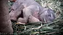 Anak Gajah Sumatera (elephas maximus sumatranus) yang lahir secara alami beristirahat di Barumun, Sumatera Utara. Anak gajah ini berasal dari indukan betina Poppy dan indukan jantan Dwiky. (Liputan6.com/HO/Humas KLHK)
