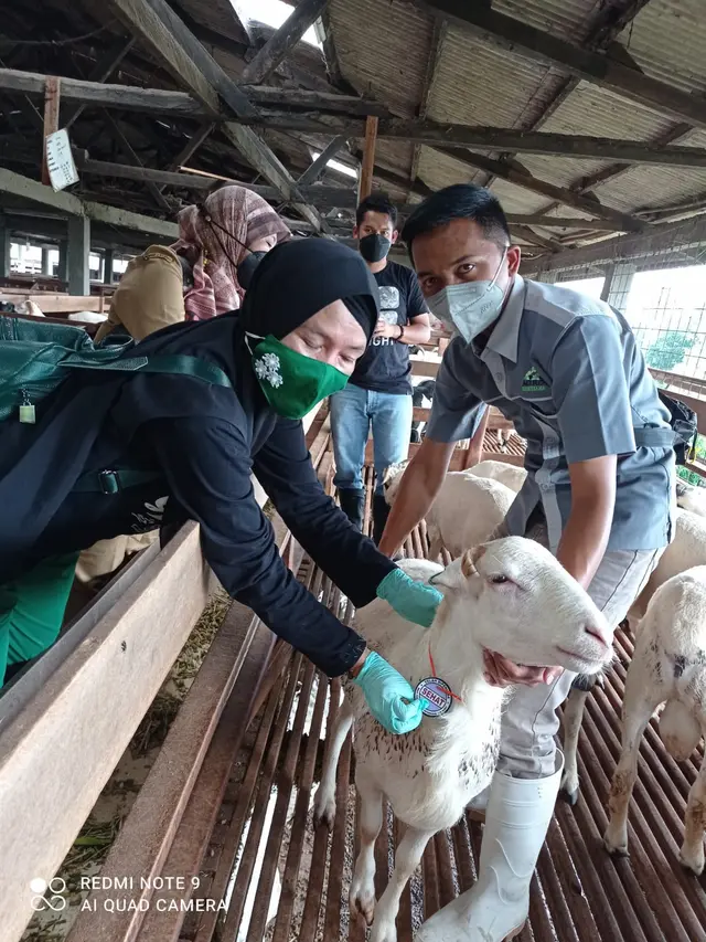 Salah seorang petugas Disnakanla Garut, Jawa Barat tengah melakukan pemeriksaan hewan kurban jenis sapi yang akan disembelih warga pada Idul Adha 1442 tahun ini.