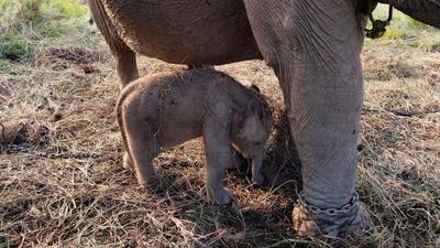 Kelahiran Anak Gajah Sumatera Jadi Kado HUT ke-81 RI