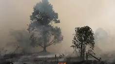 Kebakaran Hutan Kalimantan Meluas, DPR: Perlu Langkah Extraordinary