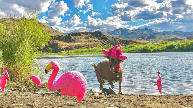 Frankie, kambing kesayangan Cate Battles dan Chad yang traveling keliling Amerika. (Dok: Instagram @argosyodyssey)