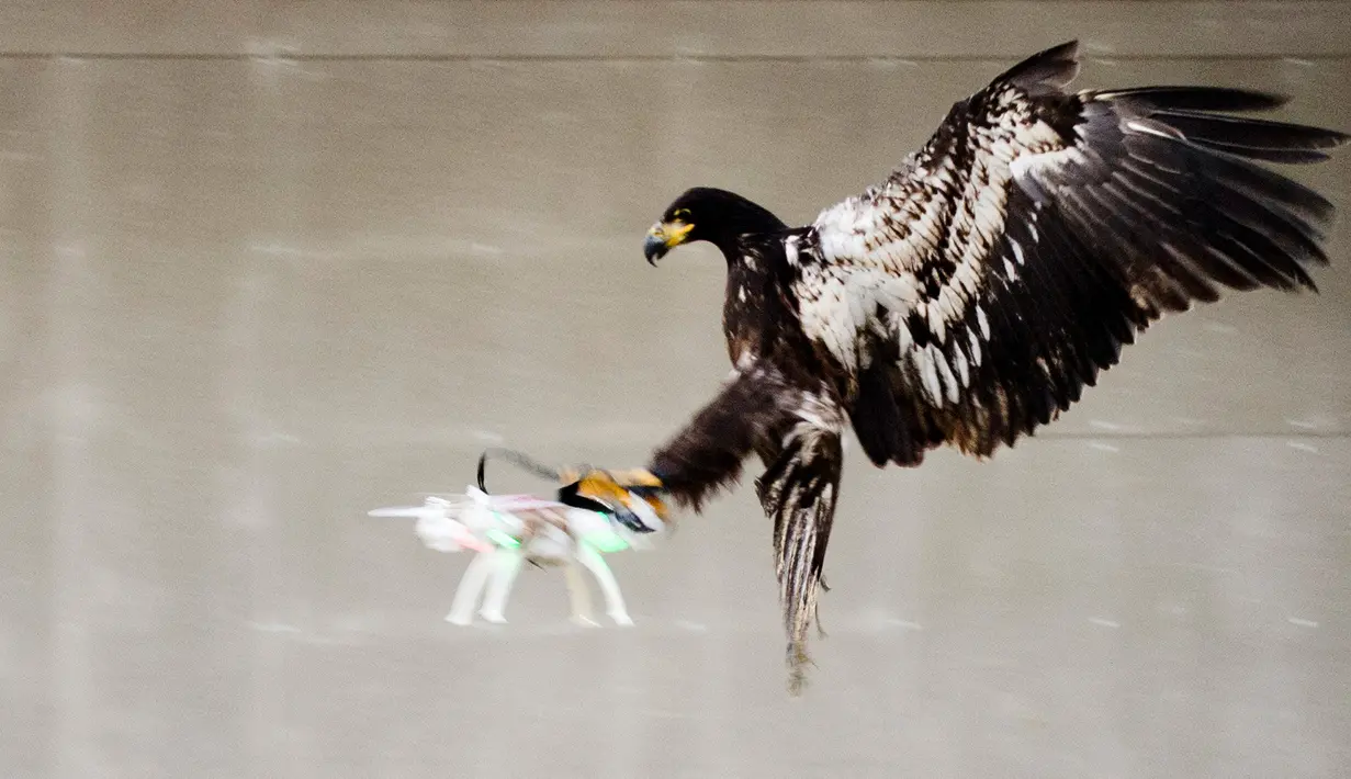 Seekor Elang tampak mencengkram Drone yang berterbangang di Rotterdam , Belanda 29 Januari 2016. Polisi Belanda melatih Elang untuk dapat menangkap drone yang terbang secara ilegal di langit Belanda. (REUTERS / Nederlands Politie )