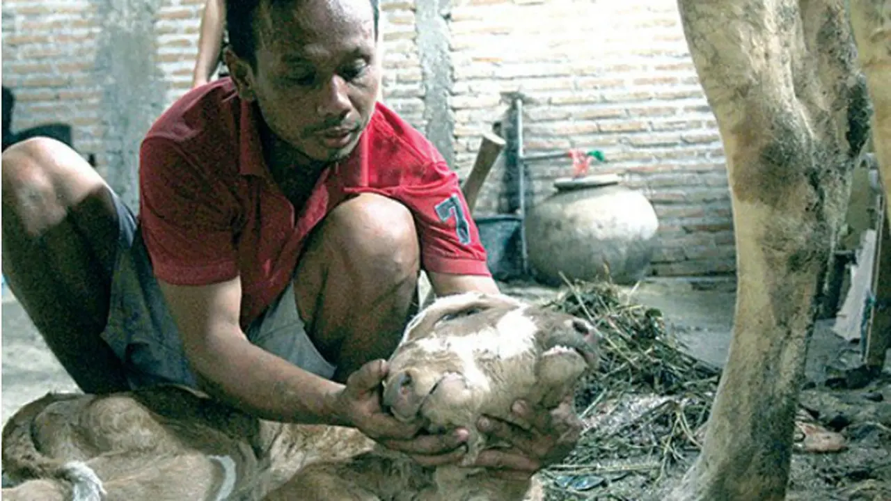 Sapi Kepala Dua di Rembang
