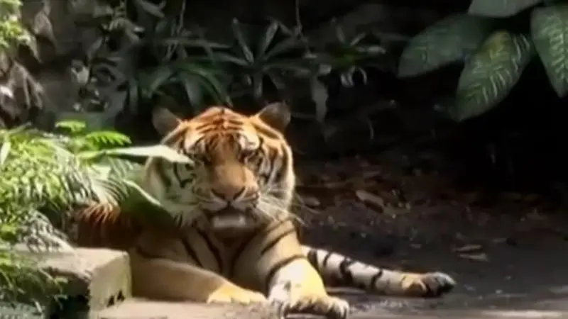 Harimau Kebun Binatang Surabaya Kedatangan Pejantan Baru