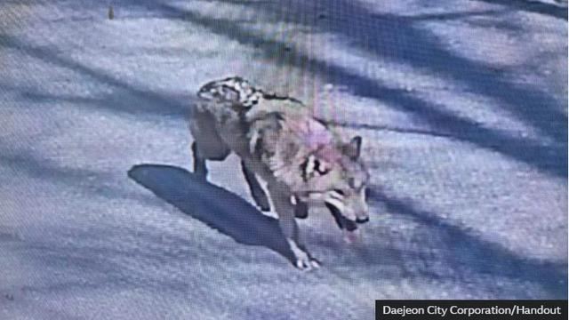 Serigala Kabur dari Kebun Binatang Daejeon Belum Ditemukan, Perburuan Neukgu Jadi Sorotan Nasional