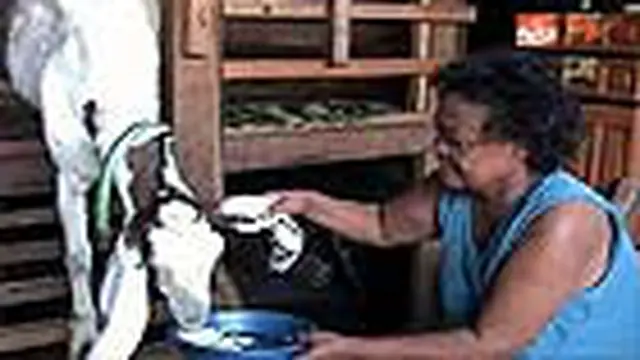 Kambing Gemar Makan Nasi, Roti, dan Kopi