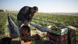 Seorang petani Palestina mengumpulkan buah stroberi yang selesai dipanen di sebuah lapangan di Beit Lahia, Jalur Gaza, 4 Desember 2016. Menanam stroberi menjadi andalan warga Palestina untuk bertahan di tengah bombardir Israel. (MAHMUD HAMS/AFP)