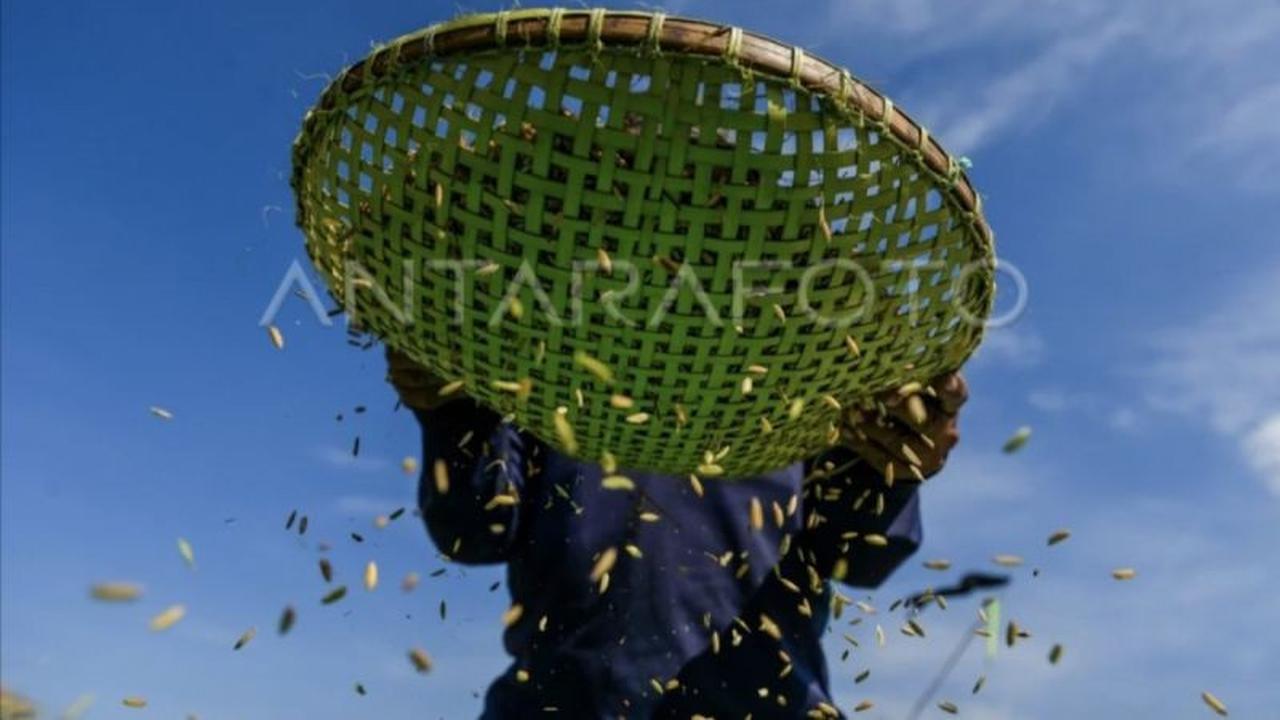 Kotim Siapkan Lahan 2,6 Hektare untuk Pembangunan Gudang Beras Modern dan IPP