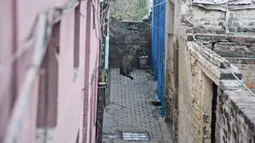 Seekor macan tutul ditemukan bersembunyi di sebuah rumah di daerah perkampungan di Jalandhar, India utara, Kamis (31/1). Macan tutul itu tersesat di perkampungan dan menyerang penduduk desa sebelum akhirnya dikurung dalam sebuah ruangan. (AP Photo)