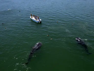 Pemandangan udara hiu paus (Rhincodon Typu) berenang di dekat perahu berisi pengunjung di Laut Cortez di Bahia de los Angeles, negara bagian Baja California, Meksiko pada 17 Juli 2021. Musim penampakan hiu paus di Bahia de los Angeles berlangsung dari Juli hingga November. (Guillermo Arias/AFP)