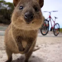 Quokka biasa ditemukan di barat Australia. (Katy Clemmans/Getty Images)