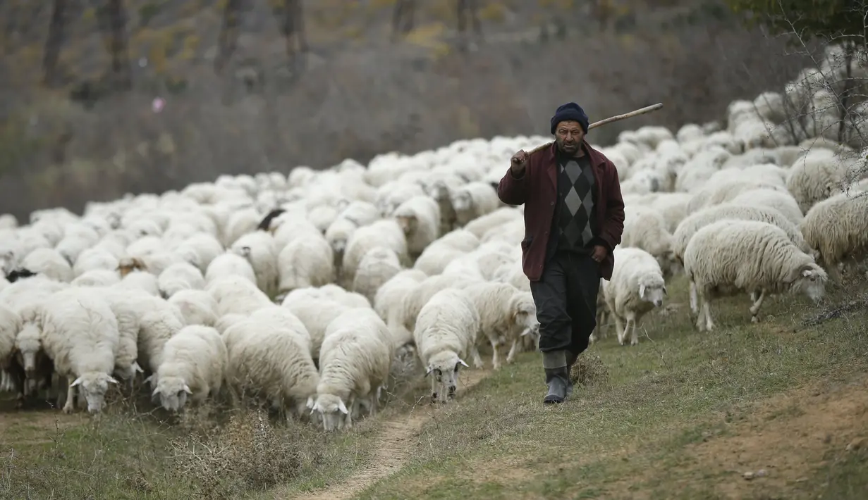 Peternak menggembala domba-dombanya di pinggiran kota Tbilisi, Georgia, Rabu (11/11). Dalam setahun di Georgia mengalami dua musim yang membuat domba dan peternaknya berpindah mencari rumput di tempat lain. (REUTERS / David Mdzinarishvili)