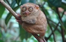 Mengenal Tarsius, Primata Endemik Bertubuh Mungil dan Lucu dari Pulau Selayar