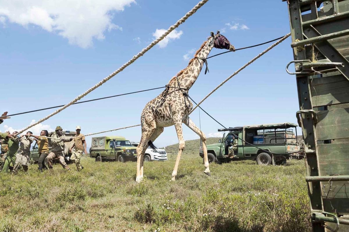 FOTO: Operasi Penyelamatan Jerapah Masai di Tengah Kerusakan Habitat