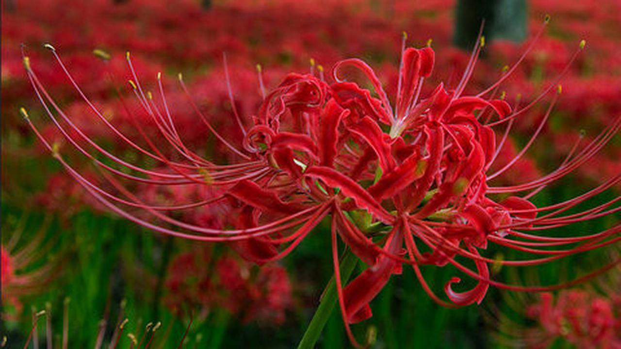 Higanbana, Amaryllis Cantik yang Jadi Perlambang Kematian di Jepang