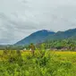 Desa di kaki Gunung Pangulubao. (Dok: IG @charismartinpurba&nbsp;https://www.instagram.com/p/Colwk1cJZOR/?igsh=ZnVwenlkajh2dHE2)