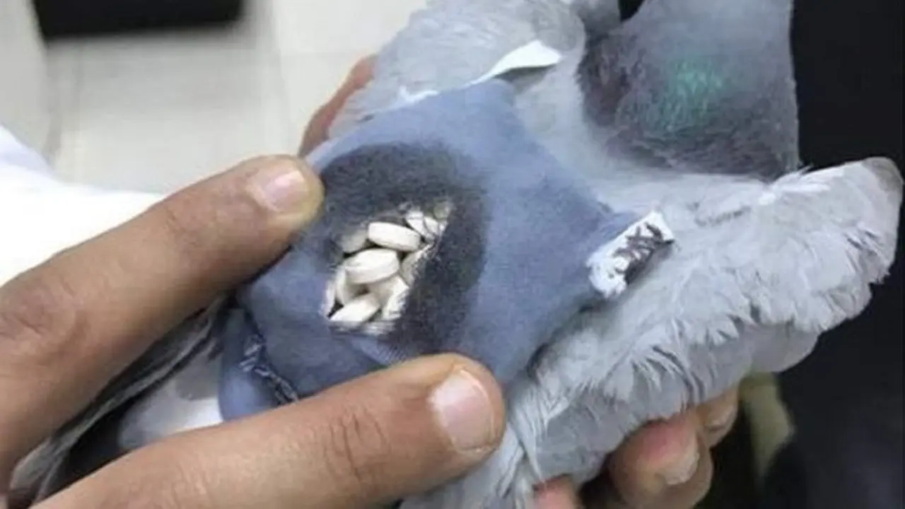 Kantong kecil berisi obat-obatan terlarang terlihat menempel di punggung burung merpati (AL-RAI)