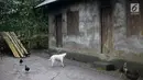 Seekor anjing dan beberapa ayam berkeliaran di sekitar rumah yang ditinggal mengungsi oleh pemiliknya di Desa Sebudi, Karangasem, Bali, Senin (4/12). Desa Sebudi berada di kawasan rawan bencana III Gunung Agung. (Liputan6.com/Immanuel Antonius)