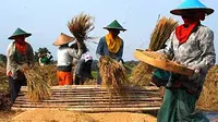  Buruh petik merontokkan padi, Kab. Magetan, Jatim, Sabtu (19/2). Mereka mendapatkan upah 1 kg untuk setiap 8 kg gabah (perbandingan 8:1), harga gabah di Magetan saat ini Rp 1.700/kg. (Antara).