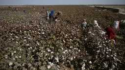 Anak-anak memanen kapas di ladang di Distrik Dawlatabad, provinsi Balkh (28/10/2021). Kelompok etnis utama di distrik ini adalah Uzbekistan, Turkmenistan, Tajik, Hazara, Pashtun, dan Arab. (AFP/Wakil Kohsar)