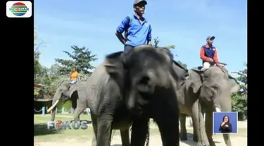 Taman Hutan Raya di Kabupaten Siak, Riau, miliki pusat pelatihan gajah untuk membantu atasi konflik gajah liar dengan warga.