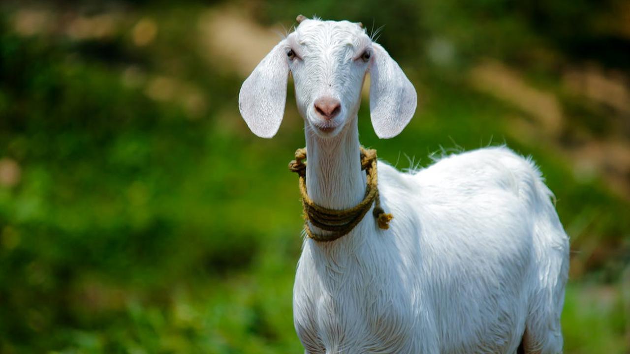 Tak Perlu Takut Lagi, Begini Cara Mengolah Daging Kambing Kurban Tanpa Bau dan Dijamin Empuk