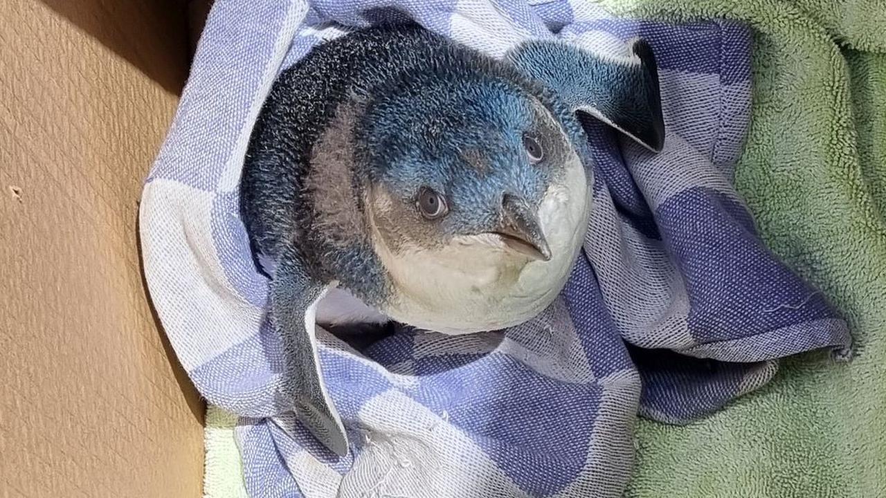 Bayi Penguin Biru Menyelonong Masuk Runway Bandara Saat Pesawat Akan Lepas Landas