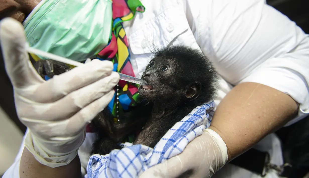 Dokter hewan memeriksa kondisi kesehatan bayi siamang (Symphalangus syndactylus) di kandang rehabilitasi BKSDA, Banda Aceh, Aceh, Kamis (13/9). Sejak 2014 BKSDA Aceh telah merawat lima bayi siamang yang diduga akan diperdagangkan (AFP/CHAIDEER MAHYUDDIN)