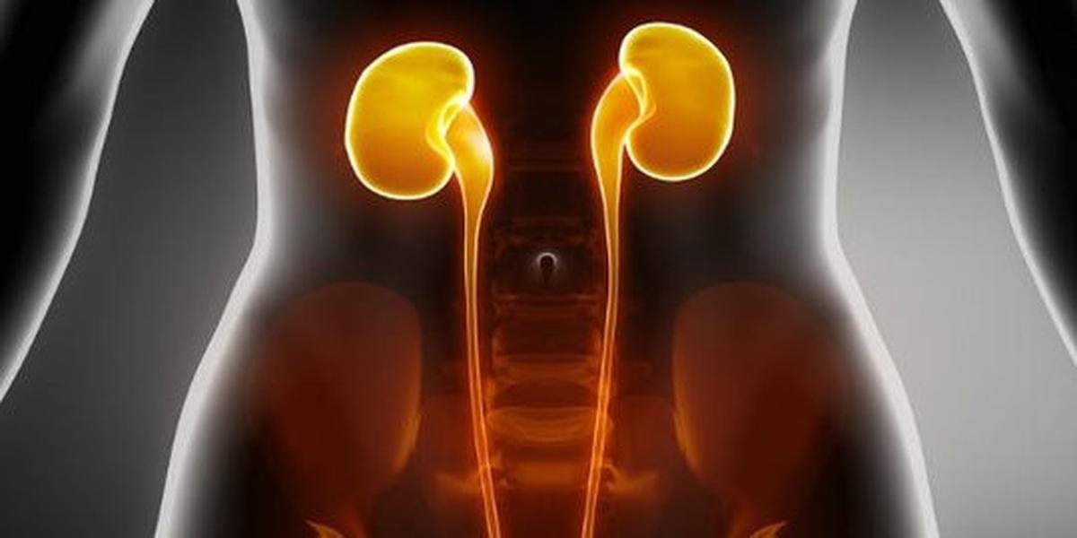 Menyehatkan organ vital tubuh