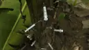 Jarum suntik heroin bekas para pecandu narkoba tertancap pada pohon pisang di Hanoi ,Vietnam, Selasa (1/12). Sejak 2005  remaja di Asia Pasifik meninggal karena AIDS meningkat dua kali lipat.  (REUTERS/Kham)