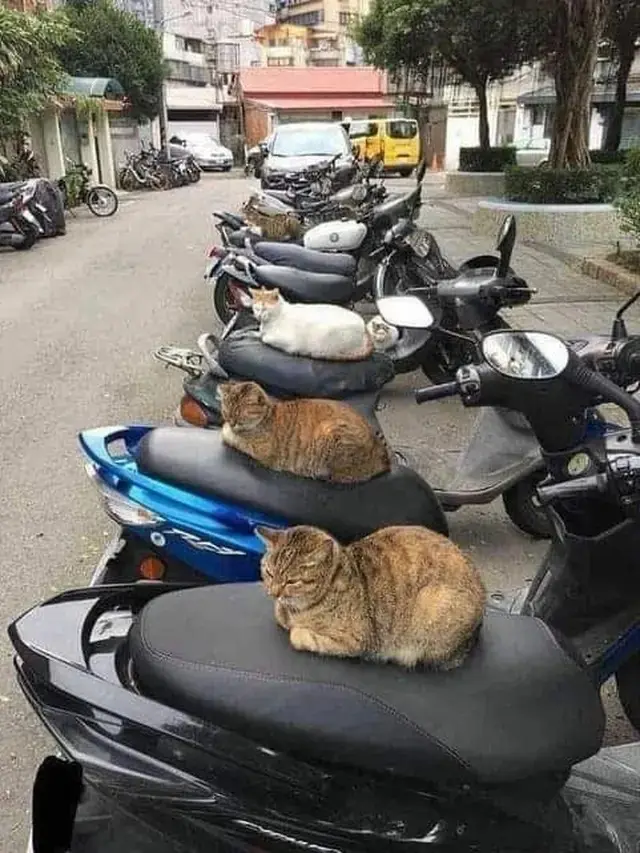 10 Potret Lucu Kucing Lagi Kumpul, Bak Bocah Nongkrong Bareng