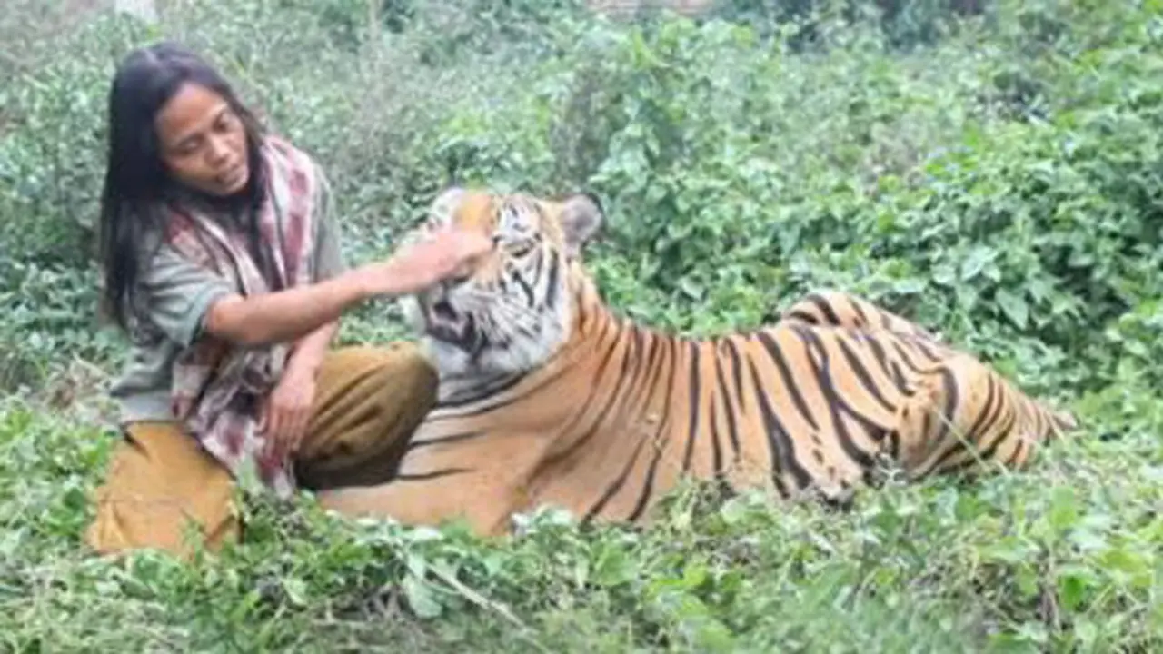 Harimau