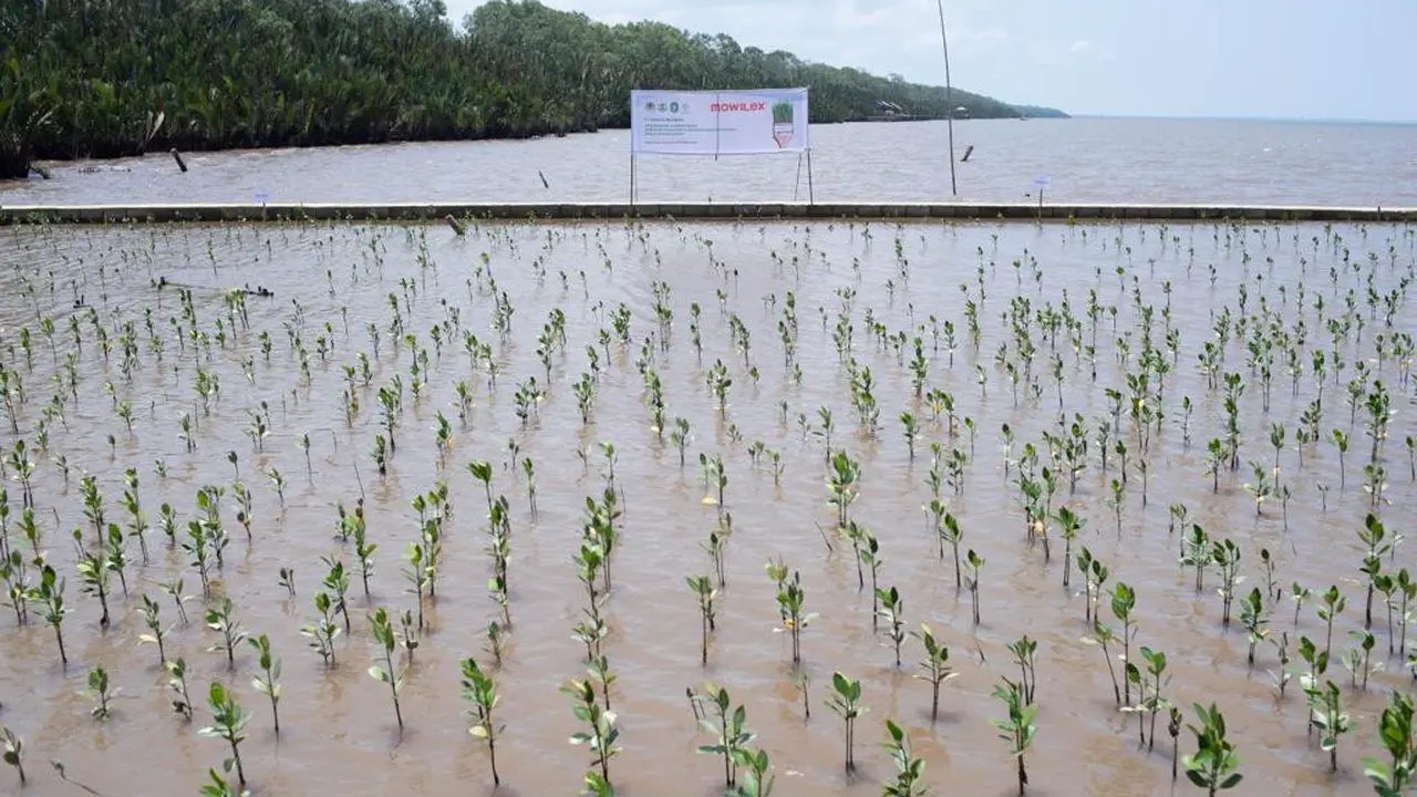 Penanaman mangrove di Kalimantan Barat. (Liputan6.com/ ist)