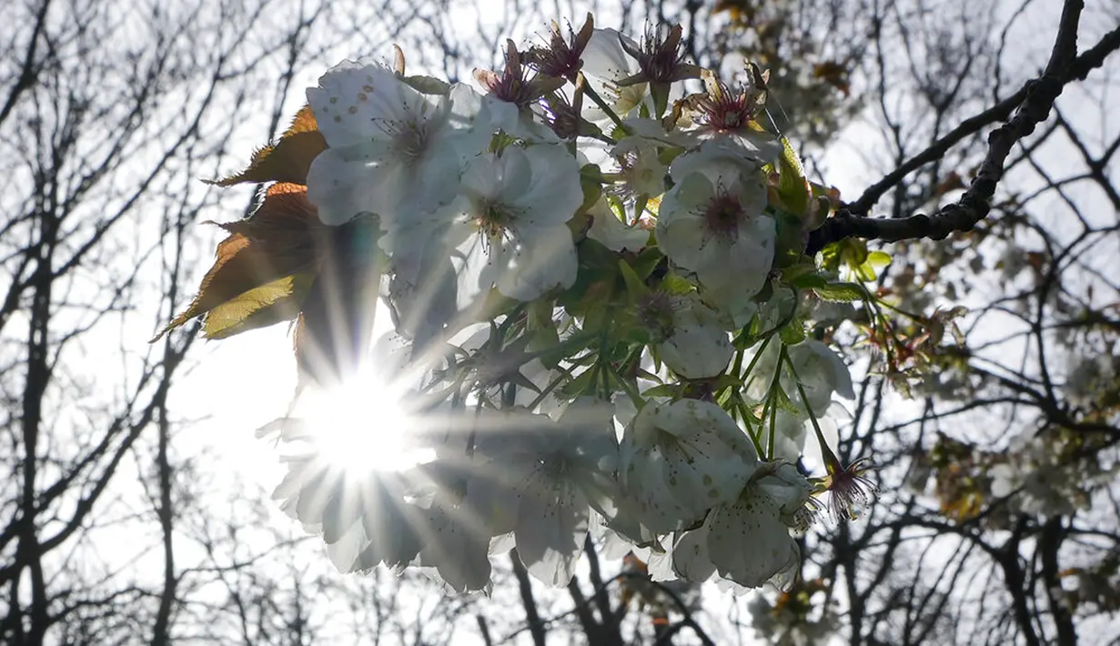 Matahari menyinari bunga sakura di taman bunga Belanda yang terkenal di dunia, Keukenhof, Lisse, Belanda, 12 April 2022. Keukenhof merupakan taman bunga terbesar di dunia dengan tujuh juta kuntum bunga tulip yang ditanam setahun sekali di taman tersebut. (AP Photo/Peter Dejong)