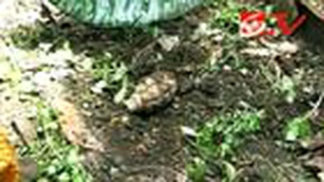 Granat Nanas Ditemukan di Halaman Rumah Warga