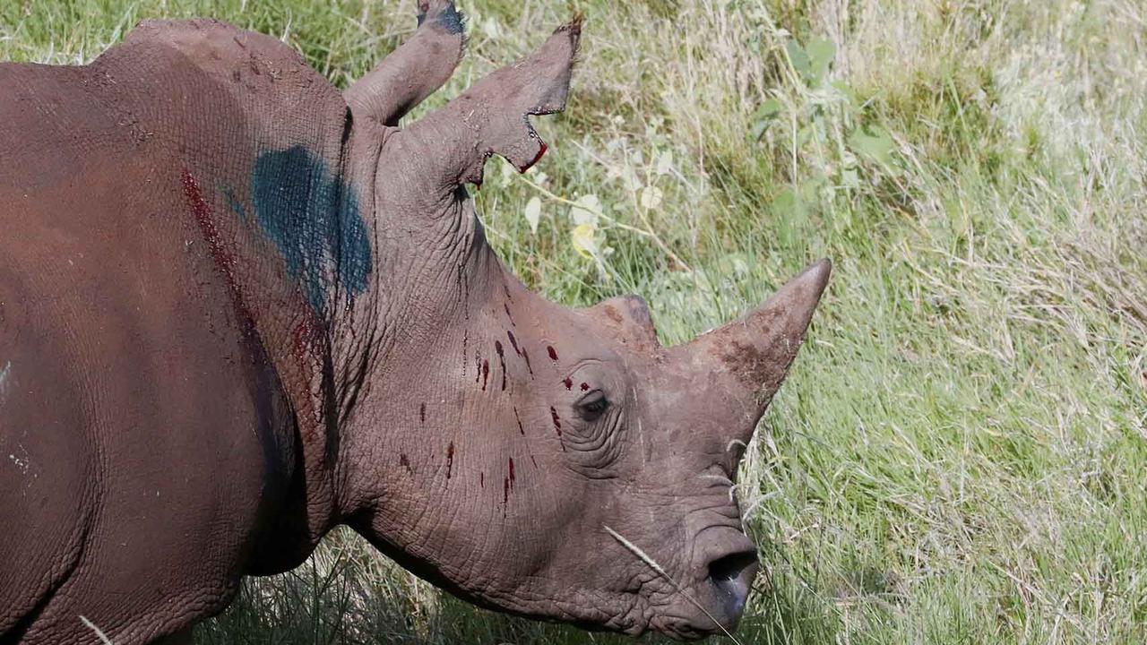 FOTO:  Melihat Penandaan Telinga Badak di Kawasan Konservasi Margasatwa Lewa Kenya
