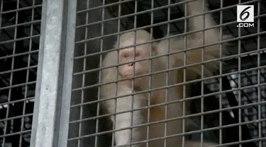 Alba, orangutan albino akhirnya dilepas ke alam bebas setelah direhabilitasi. Sebelumnya Alba dikhawatirkan tak diterima oleh orangutan lain.