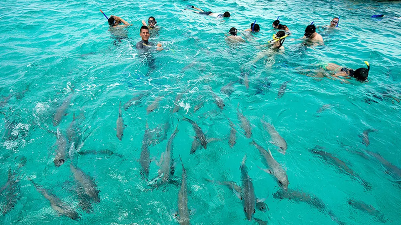 Sensai Berenang Bersama Ikan-ikan Hiu ganas, Penasaran?