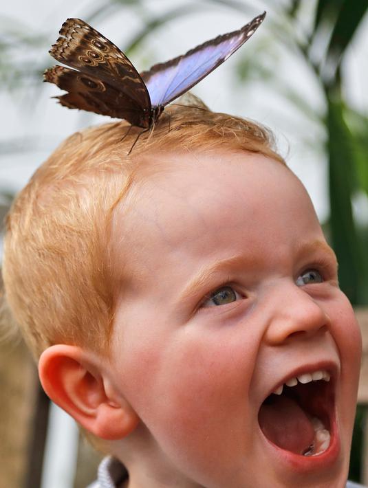 Ekspresi seorang anak yang bernama Luca saat kepalanya dihinggapi kupu-kupu di Museum Sejarah Alam di London, Inggris (30/3). (AP Photo / Frank Augstein)