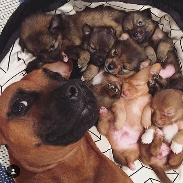 hewan berpose di depan kamera