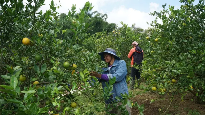 TaniHub Group, startup agritech dengan pertumbuhan terbesar di Indonesia, telah merampungkan pendanaan Seri B untuk mendukung ekspansi bisnis.