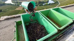 Pekerja mengosongkan keranjang dengan anggur Trollinger ke dalam wadah selama panen anggur di kebun anggur curam di sepanjang Sungai Neckar di Mundelsheim, Jerman barat daya (2/10/2021). (AFP/Thomas Kenzle)
