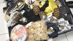 Biro Kepabeanan Filipina menunjukkan kura-kura yang ditemukan dalam kondisi terikat lakban di dalam koper pada konferensi pers di bandara Manila, 3 Maret 2019. Kura-kura itu diketahui dibawa dalam penerbangan dari Hong Kong. (Bureau of Customs via AP)