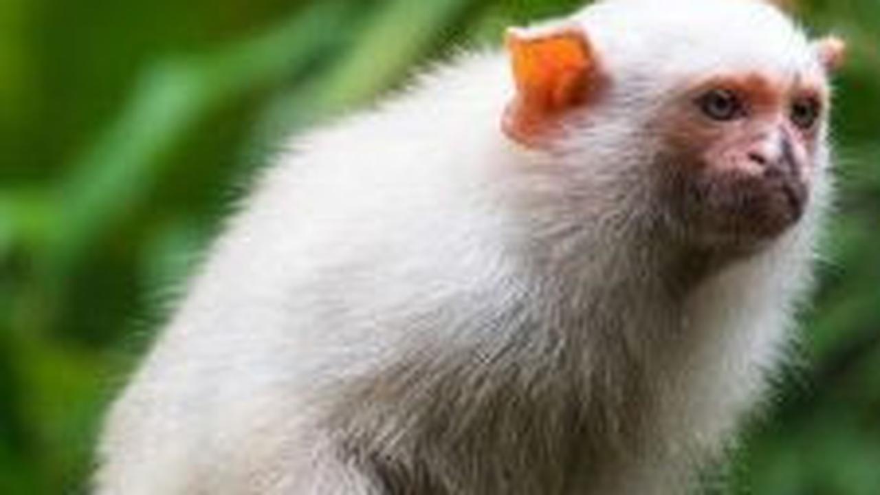 3. Marmoset Perak<br>