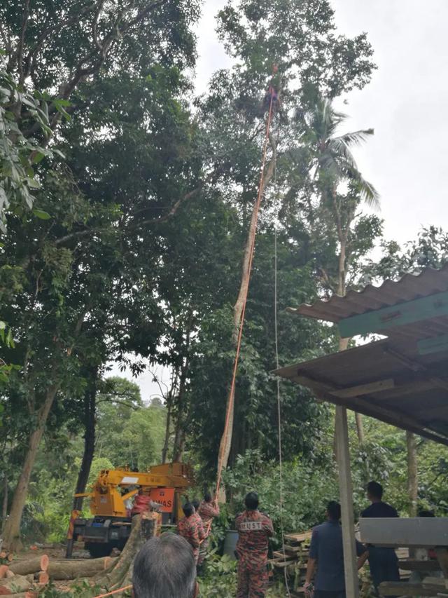 Diduga Kelelahan, Kakek 68 Tahun Tewas Saat Berada di Atas Pohon Setinggi 30 Meter. (Sumber: Kosmo)